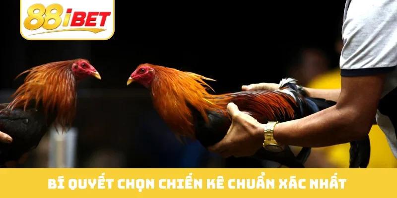 Bí quyết chọn chiến kê chuẩn xác nhất